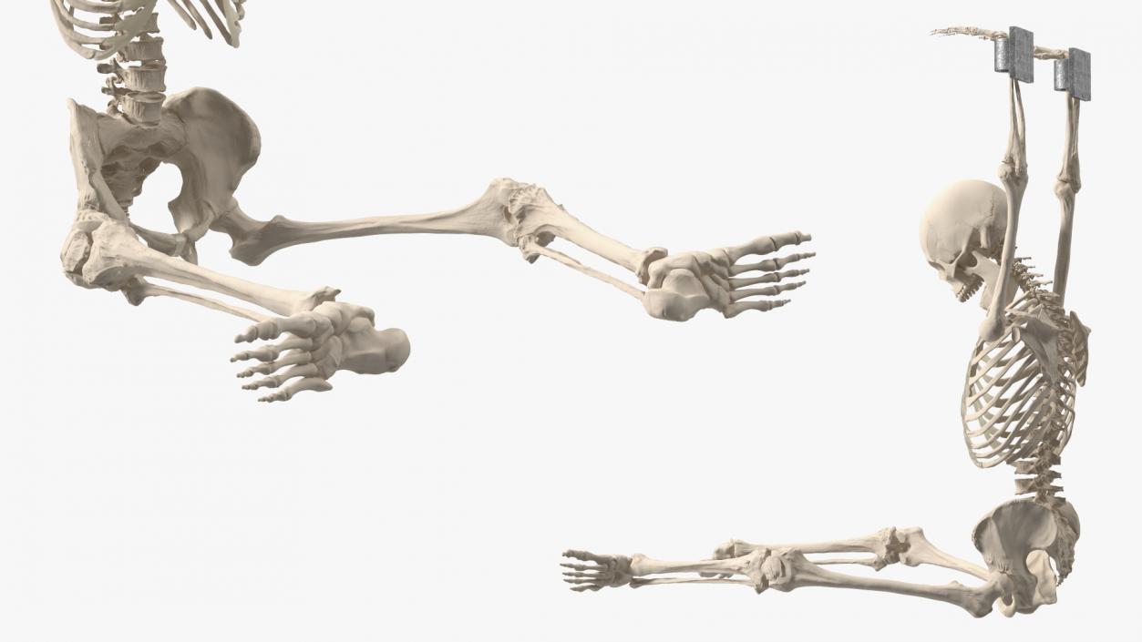 3D Human Male Skeleton Shackled model