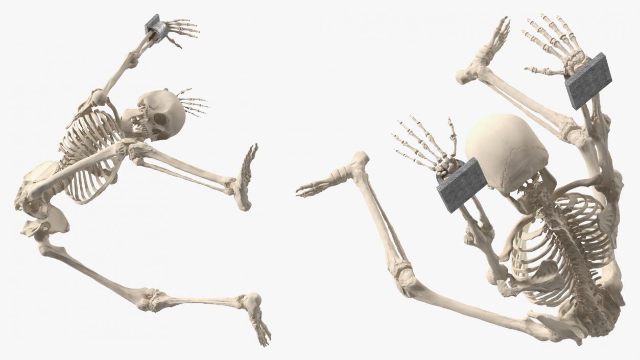 3D Human Male Skeleton Shackled model