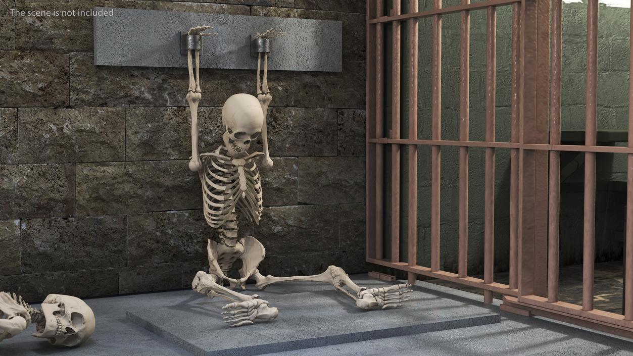 3D Human Male Skeleton Shackled model