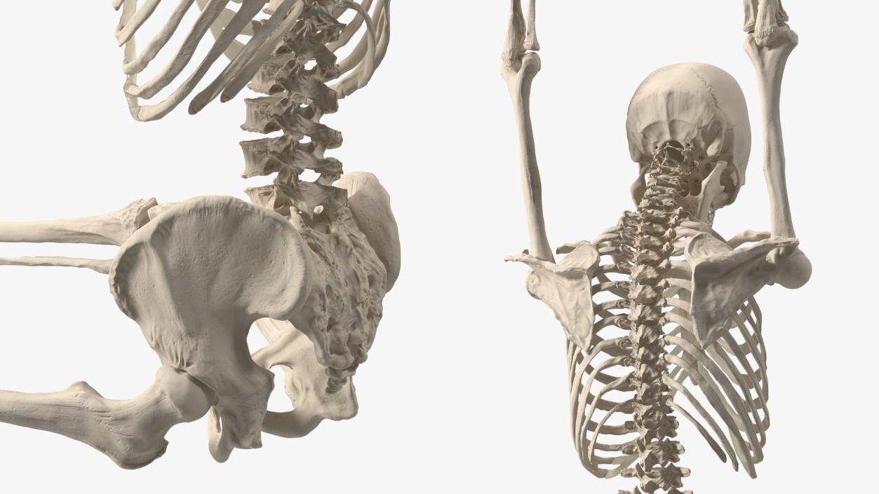 3D Human Male Skeleton Shackled model