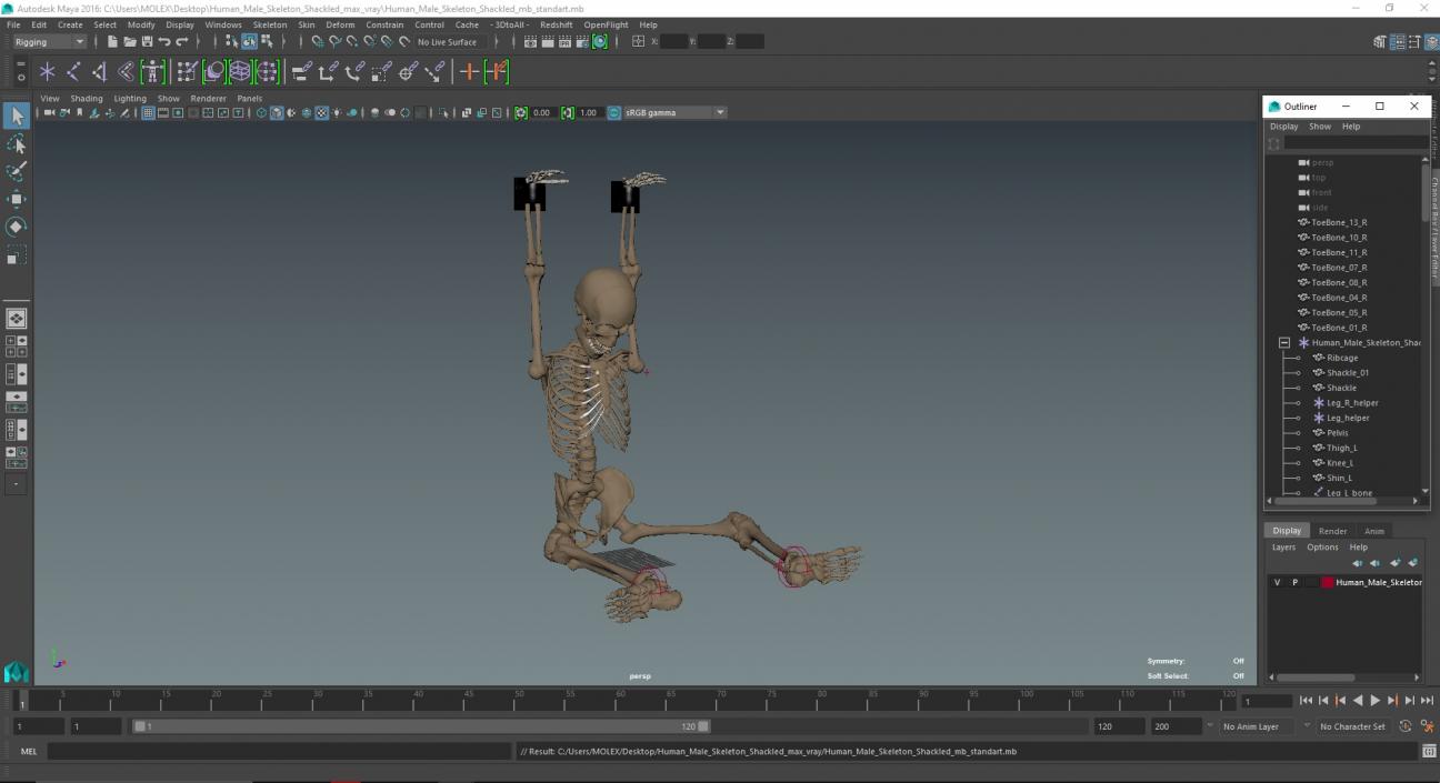 3D Human Male Skeleton Shackled model