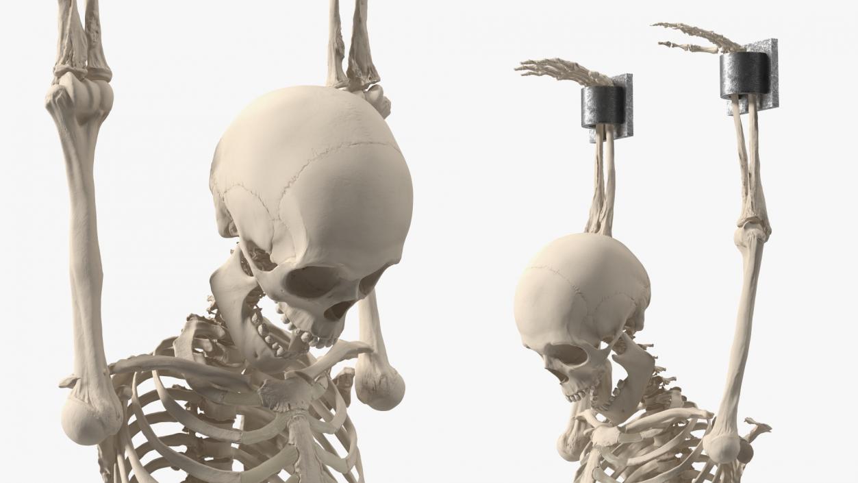 3D Human Male Skeleton Shackled model