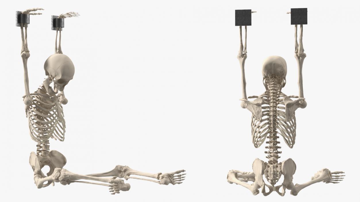 3D Human Male Skeleton Shackled model