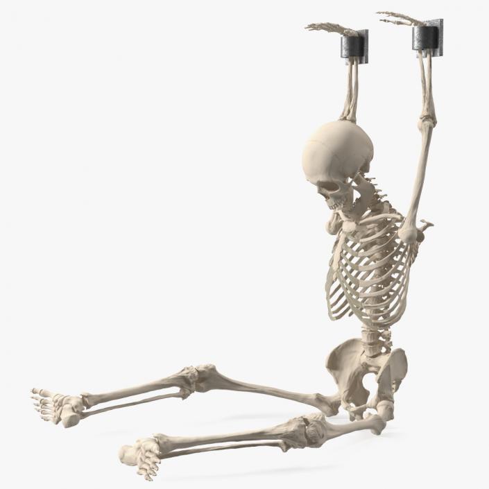 3D Human Male Skeleton Shackled model