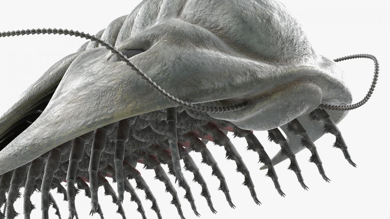 3D model Trilobite Fur Rigged