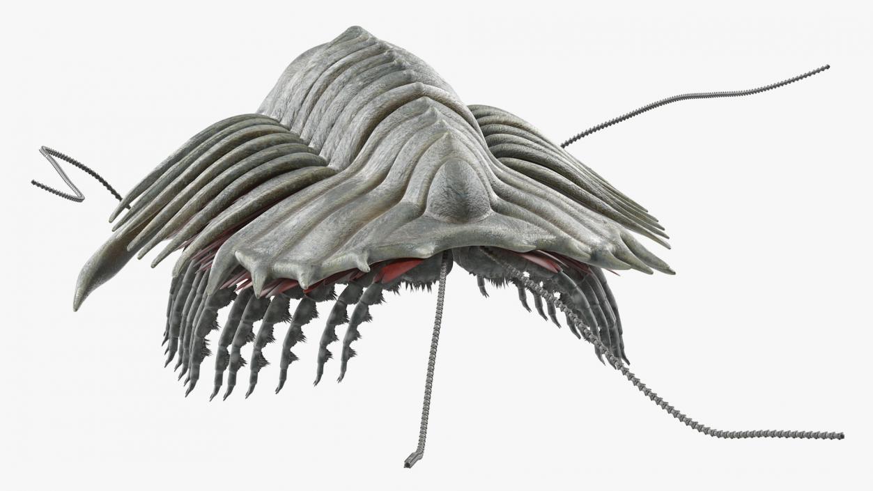 3D model Trilobite Fur Rigged