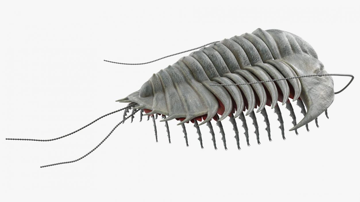 3D model Trilobite Fur Rigged