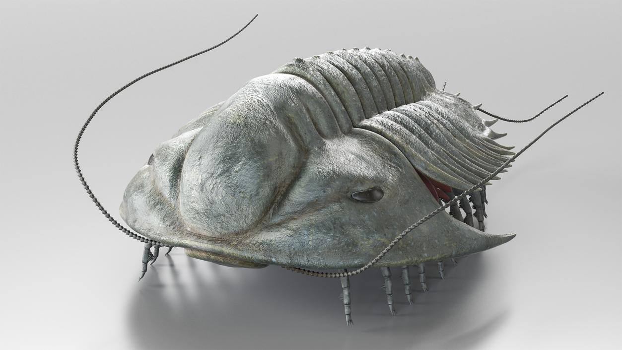 3D model Trilobite Fur Rigged