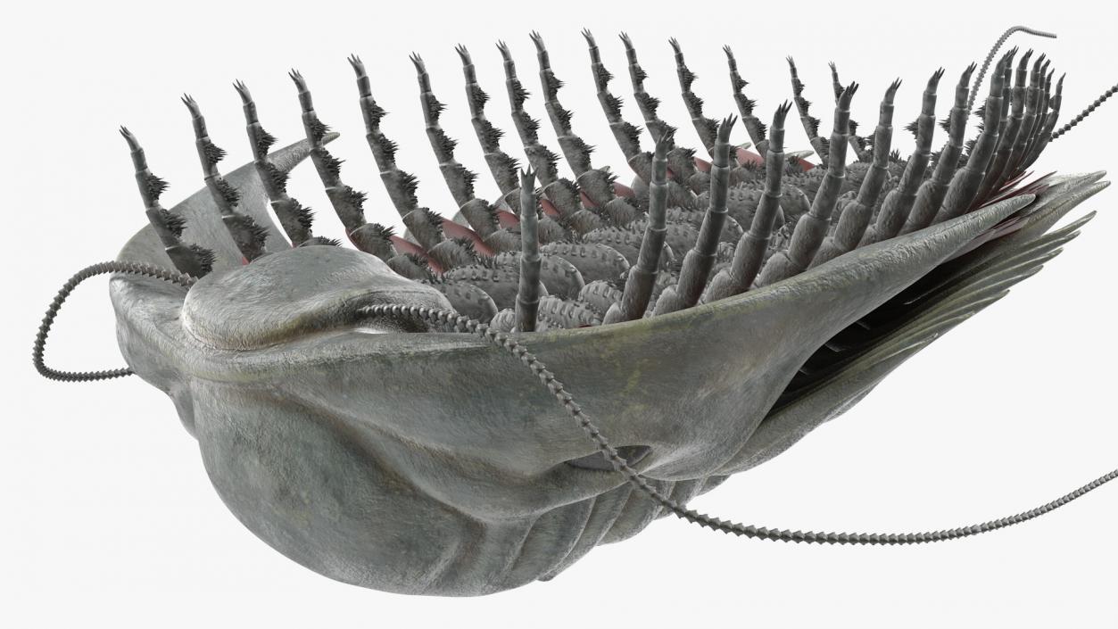 3D model Trilobite Fur Rigged