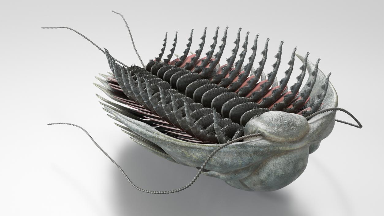 3D model Trilobite Fur Rigged