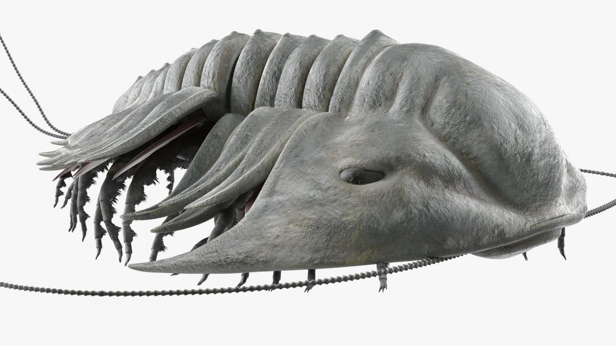 3D model Trilobite Fur Rigged