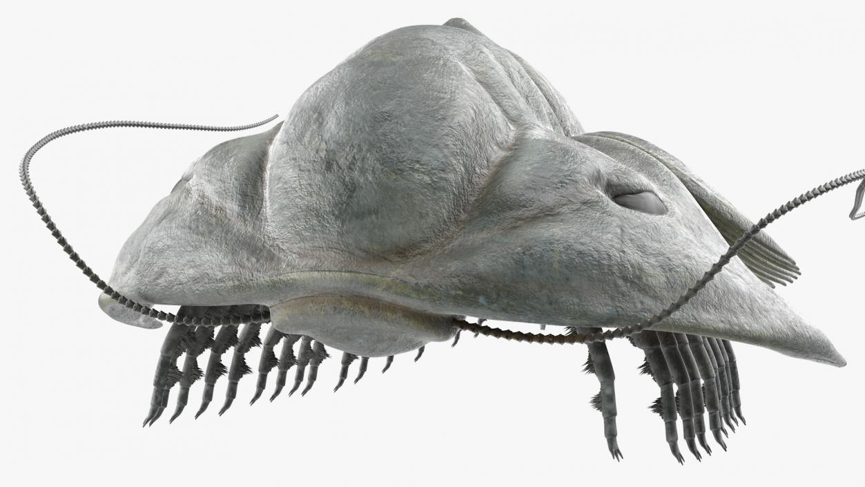 3D model Trilobite Fur Rigged