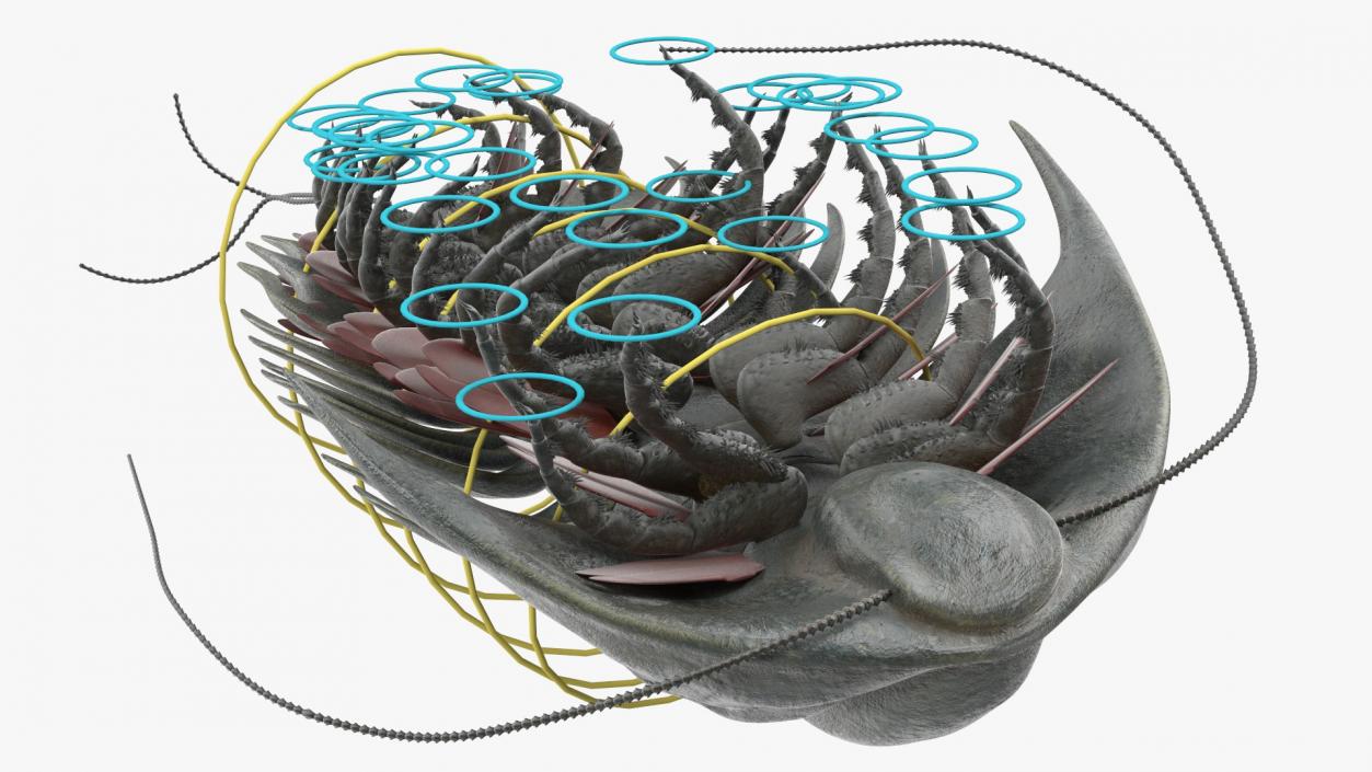 3D model Trilobite Fur Rigged