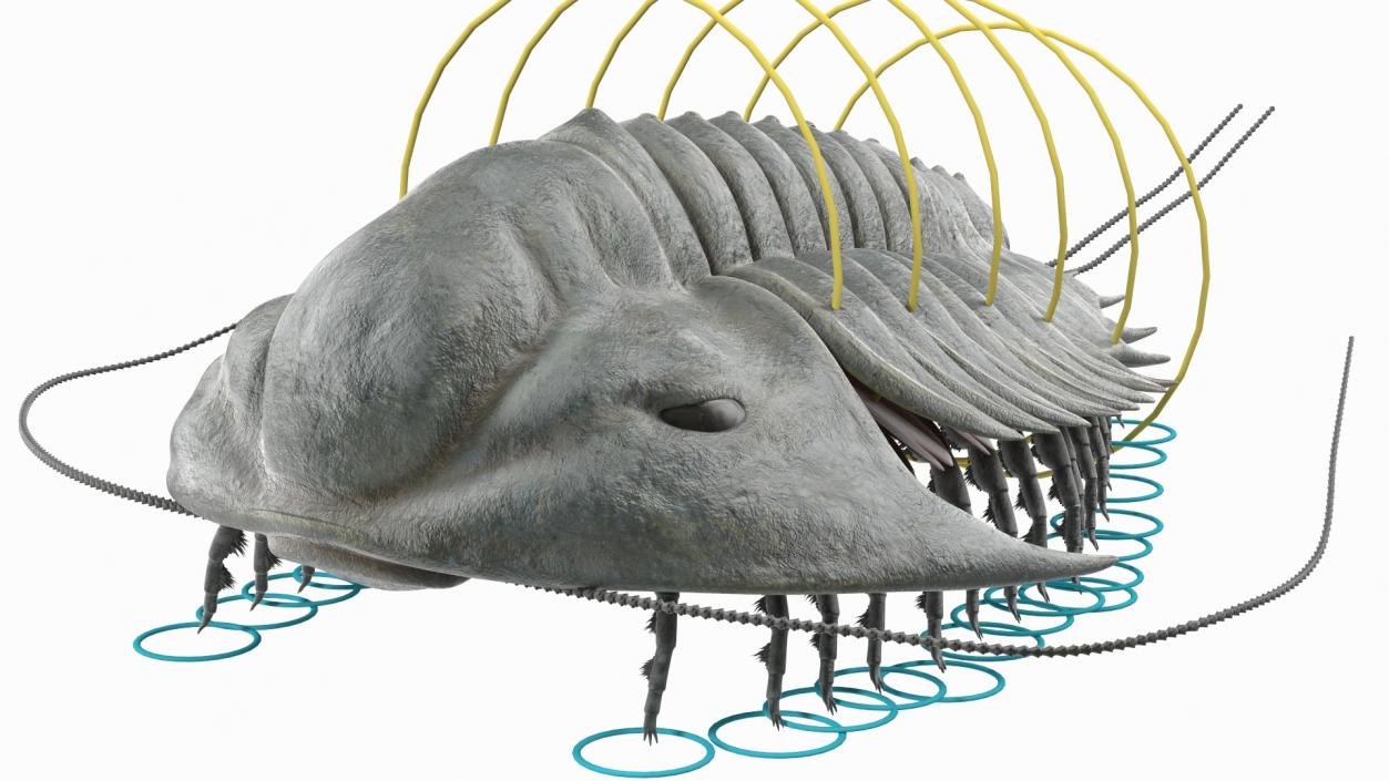 3D model Trilobite Fur Rigged