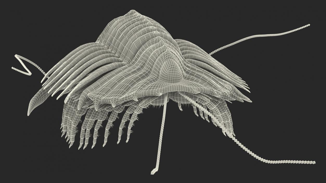 3D model Trilobite Fur Rigged