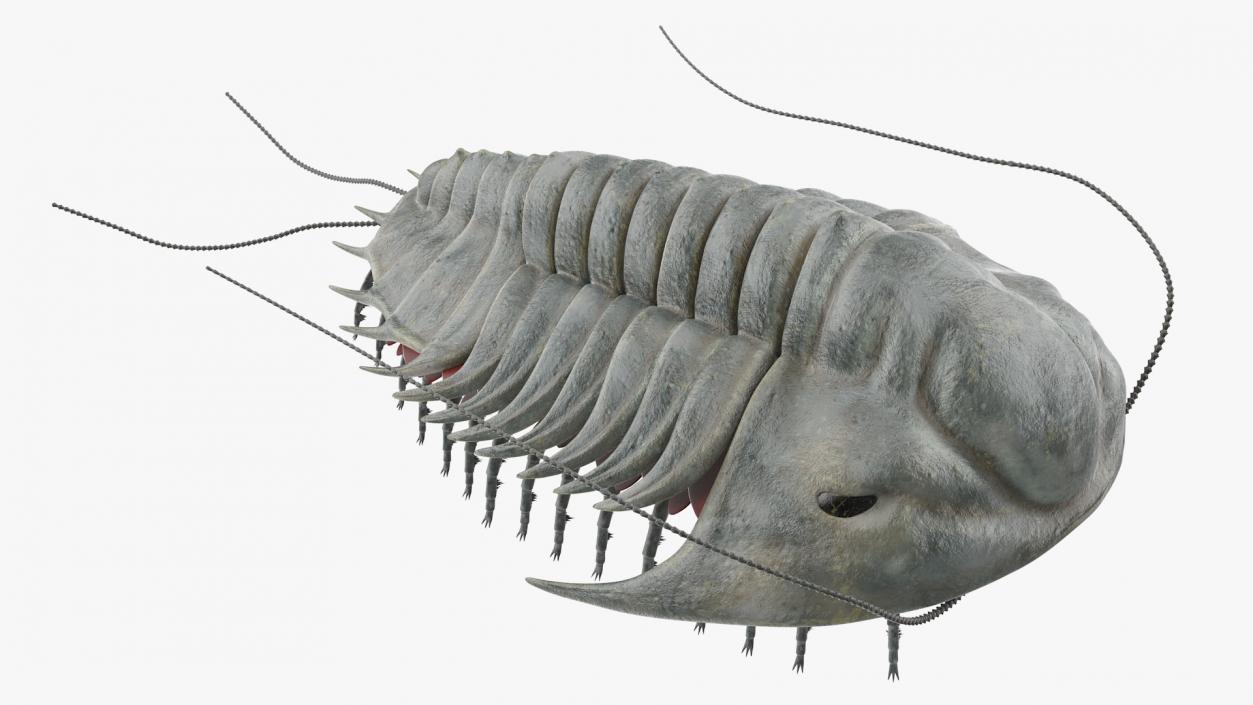 3D model Trilobite Fur Rigged