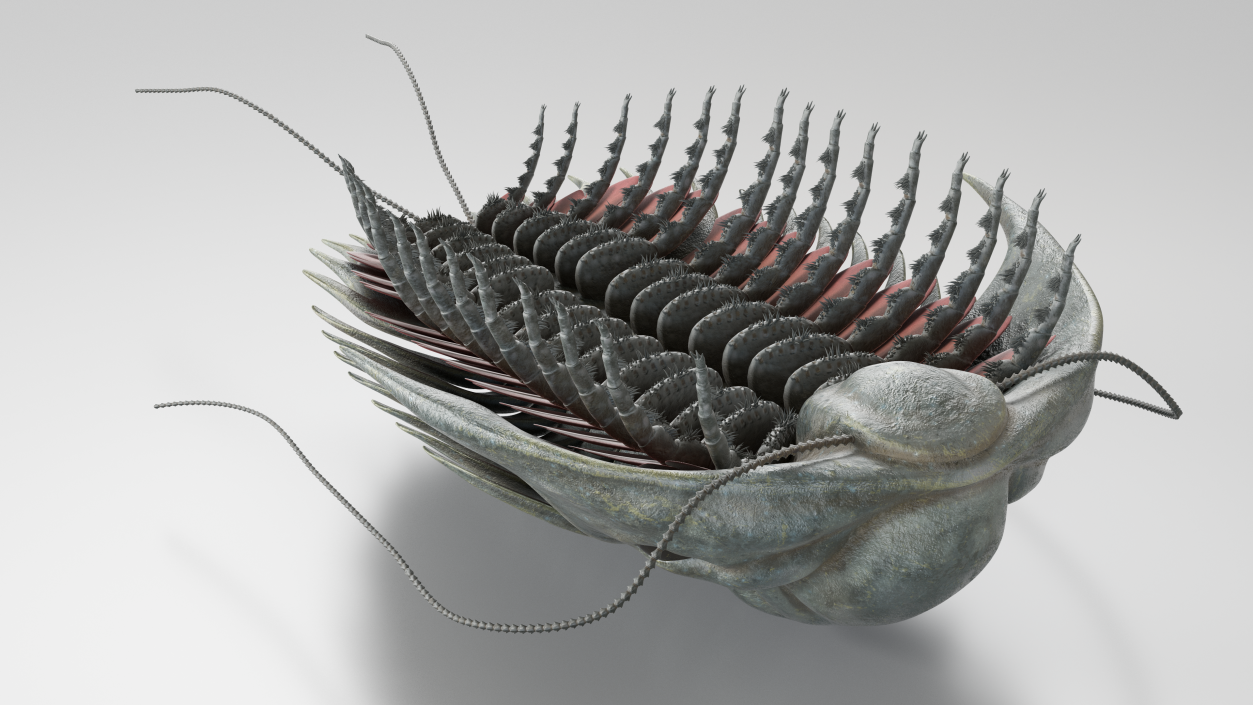 3D model Trilobite Fur Rigged