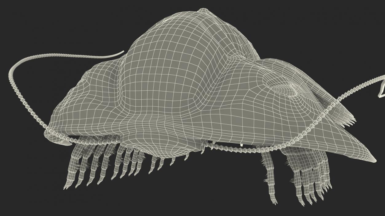 3D model Trilobite Fur Rigged