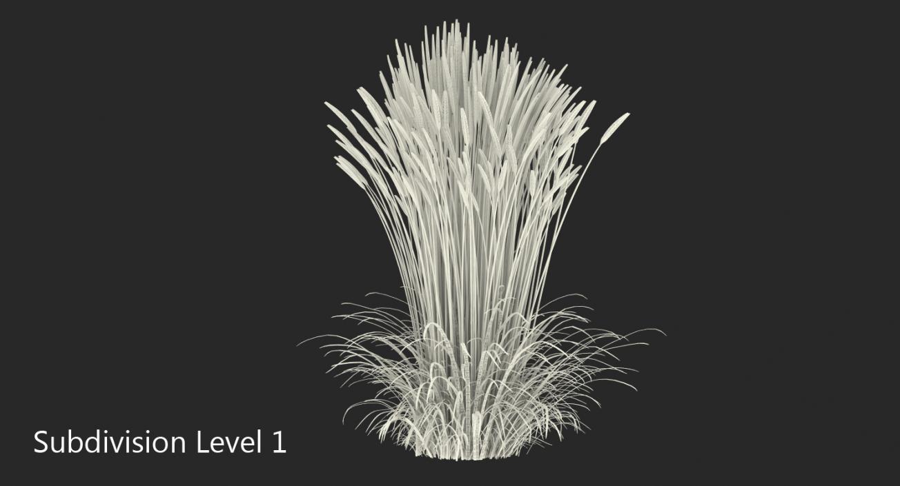 Feather Reed Grass Karl Foerster 3D