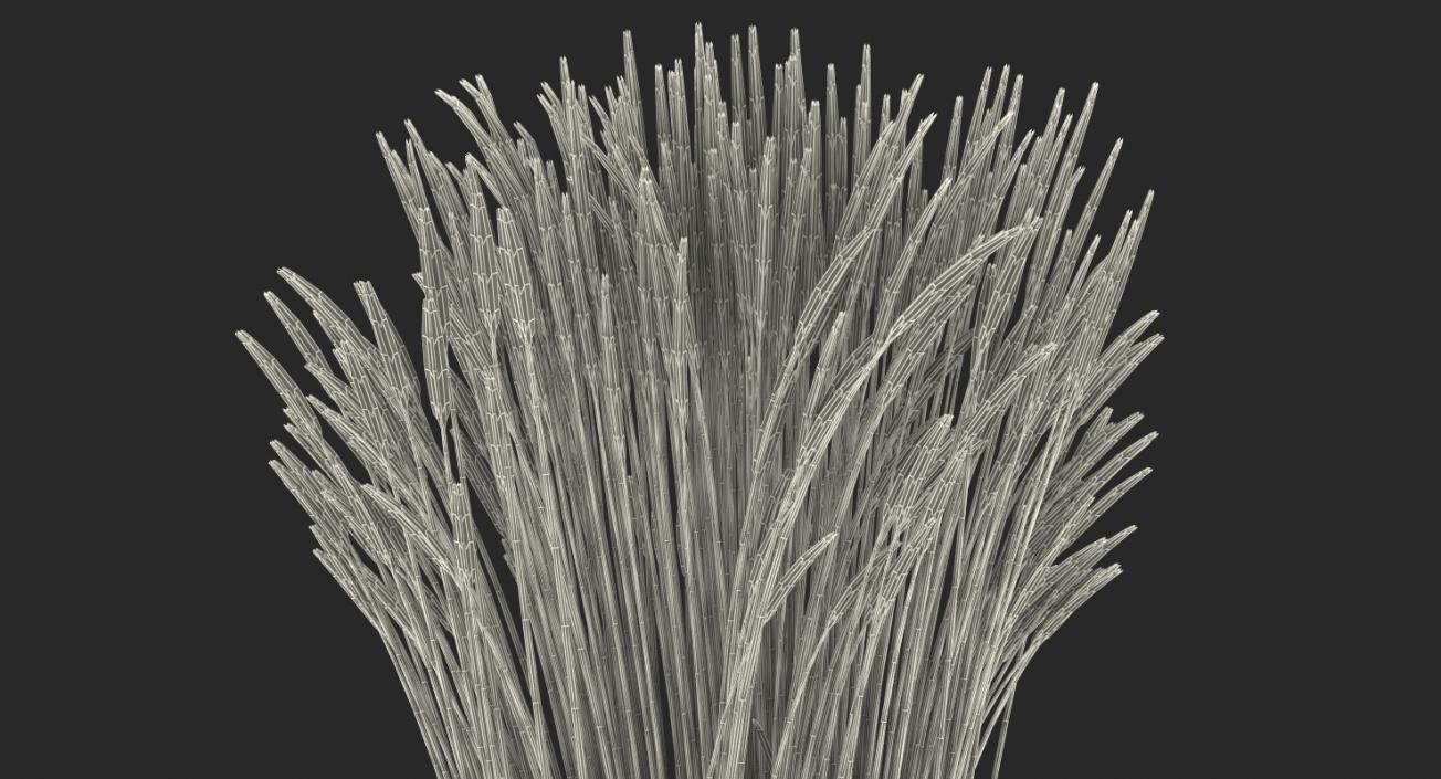 Feather Reed Grass Karl Foerster 3D