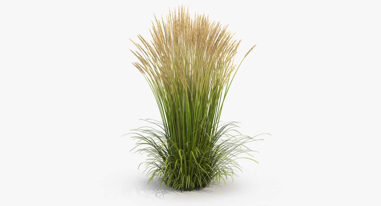 Feather Reed Grass Karl Foerster 3D