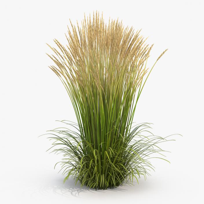 Feather Reed Grass Karl Foerster 3D