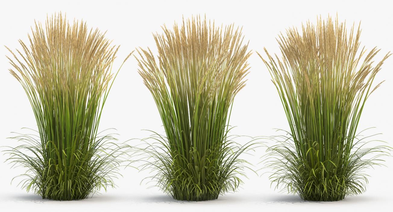 Feather Reed Grass Karl Foerster 3D