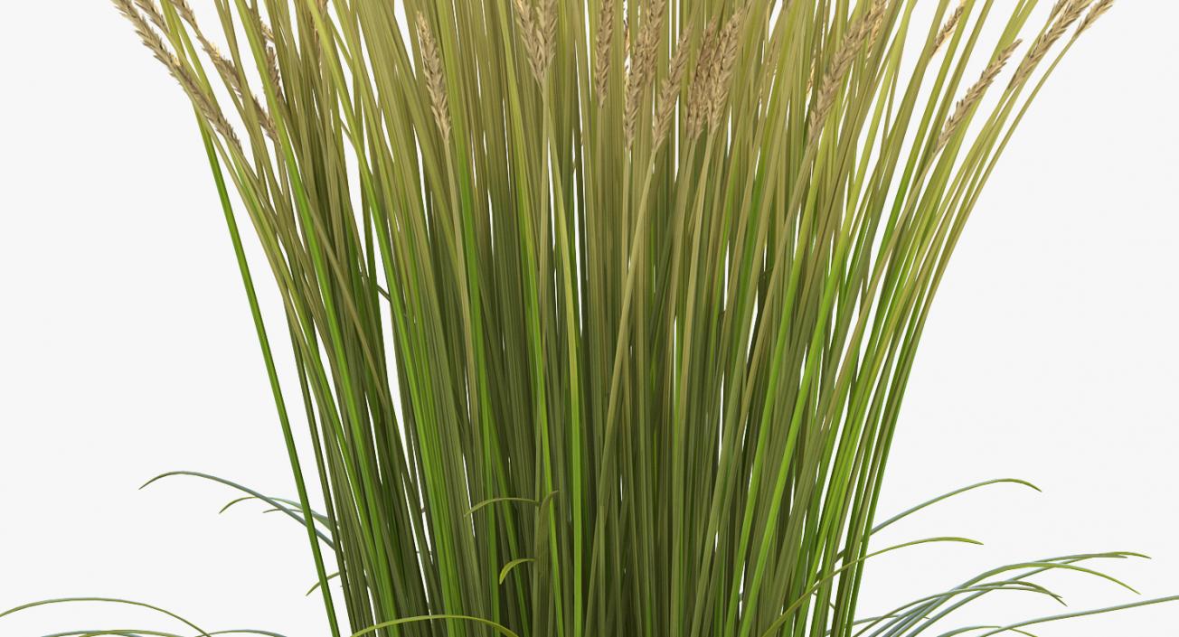 Feather Reed Grass Karl Foerster 3D