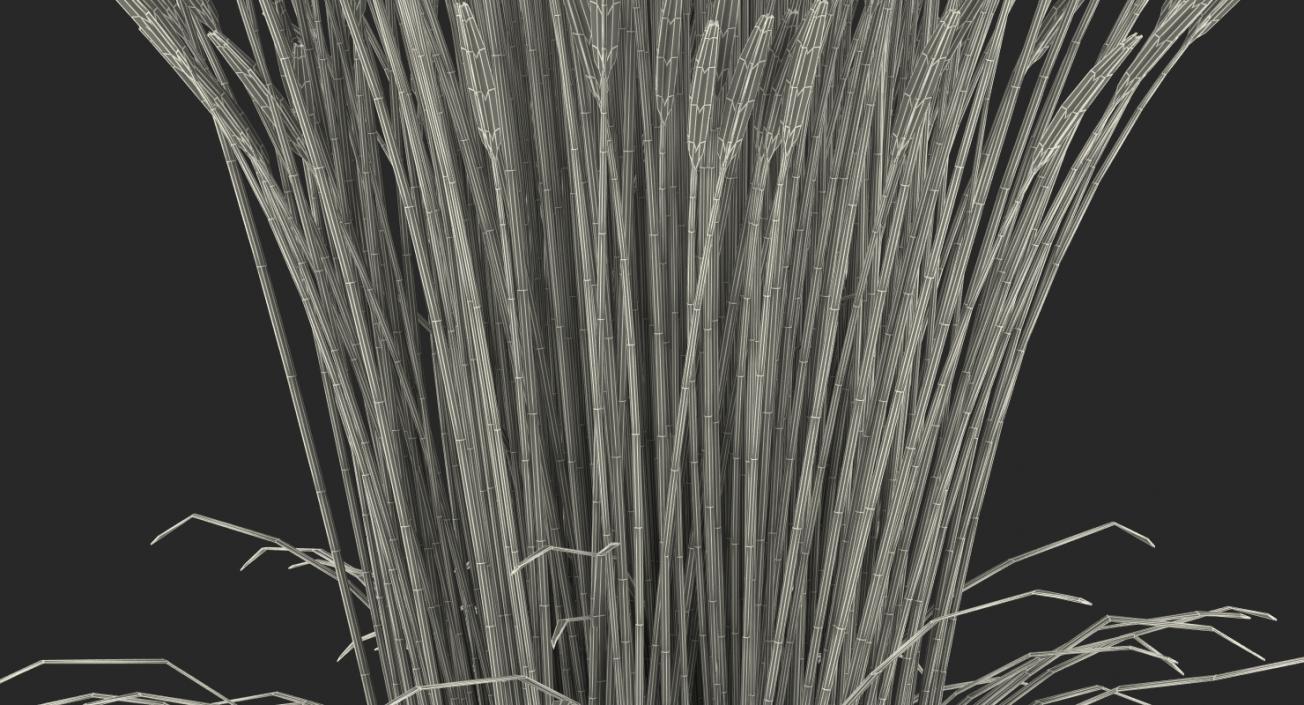 Feather Reed Grass Karl Foerster 3D