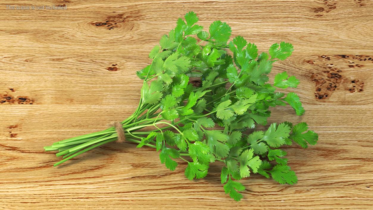 3D Cilantro Bunch With Rope Fur model