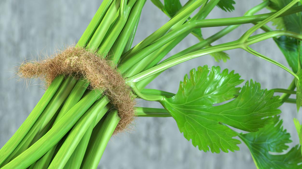 3D Cilantro Bunch With Rope Fur model