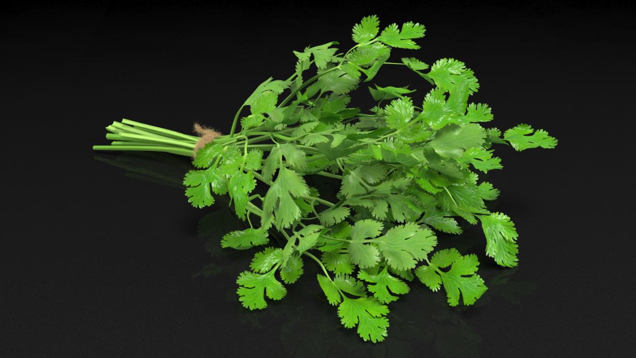 3D Cilantro Bunch With Rope Fur model