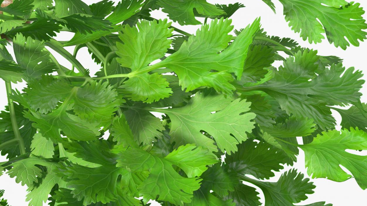 3D Cilantro Bunch With Rope Fur model