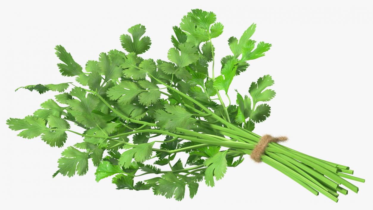 3D Cilantro Bunch With Rope Fur model