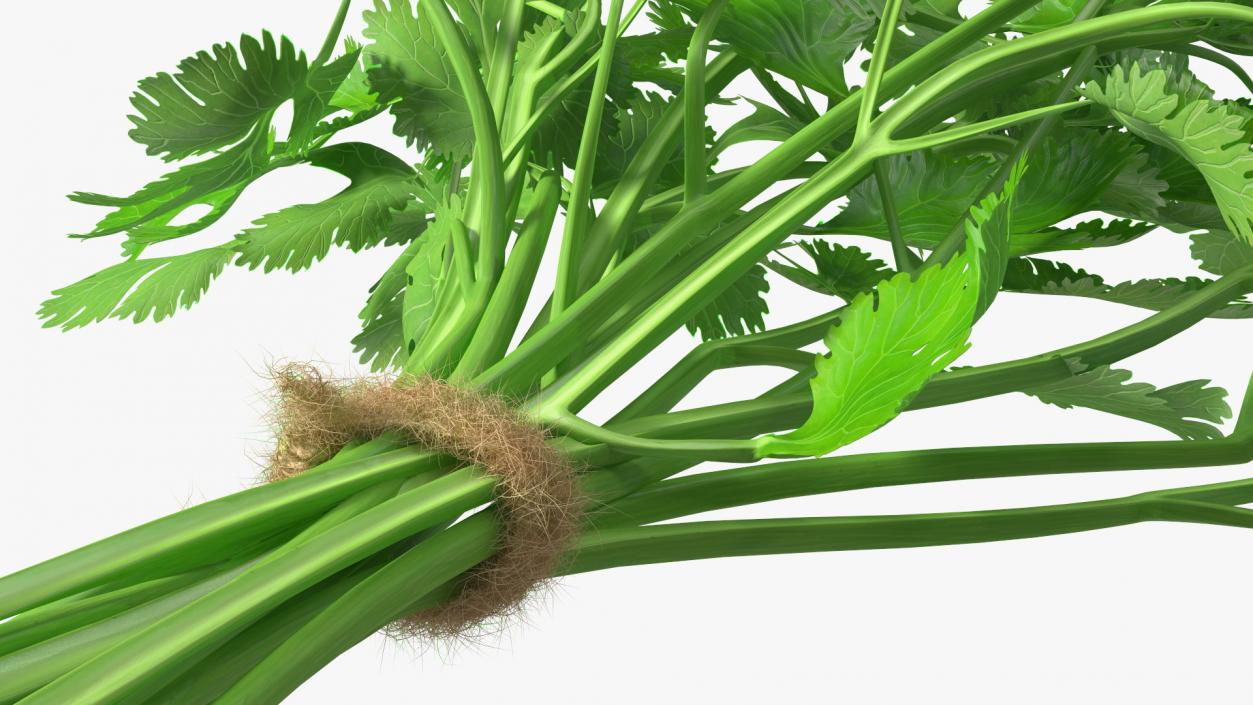 3D Cilantro Bunch With Rope Fur model