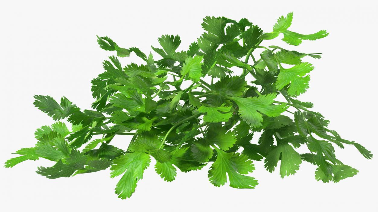 3D Cilantro Bunch With Rope Fur model