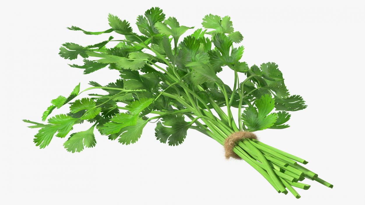 3D Cilantro Bunch With Rope Fur model