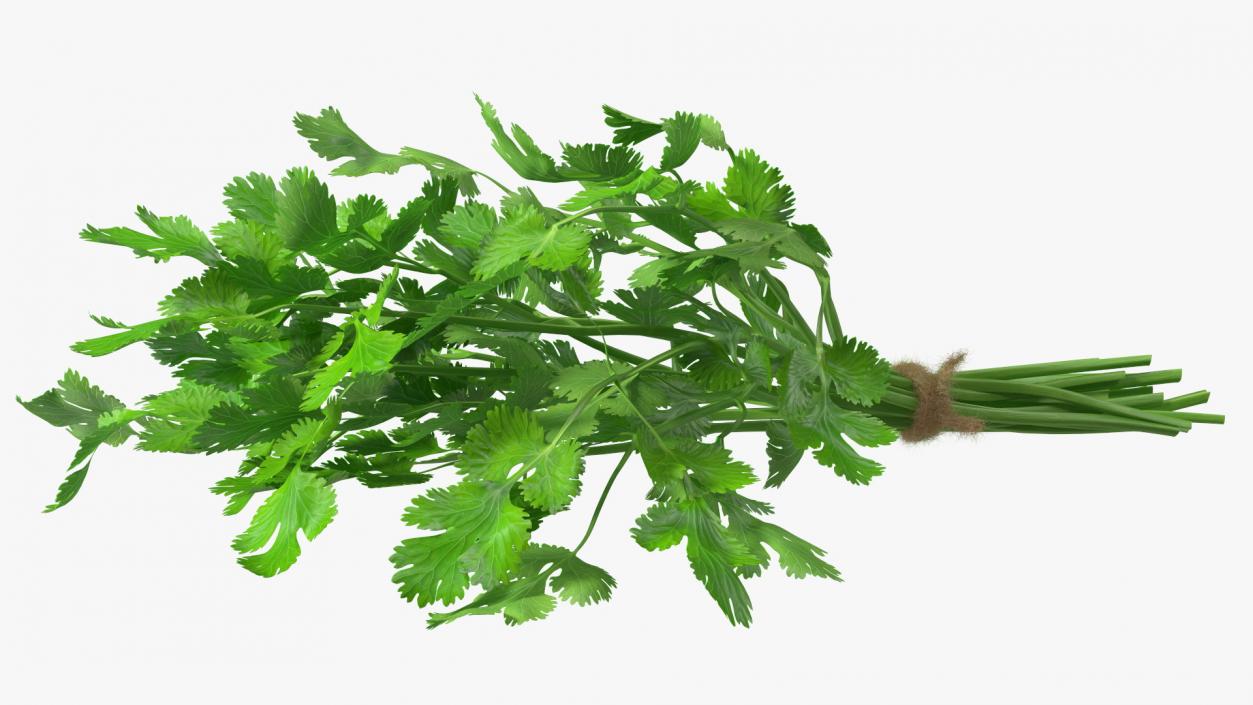 3D Cilantro Bunch With Rope Fur model