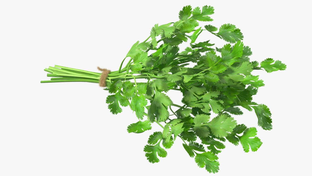 3D Cilantro Bunch With Rope Fur model