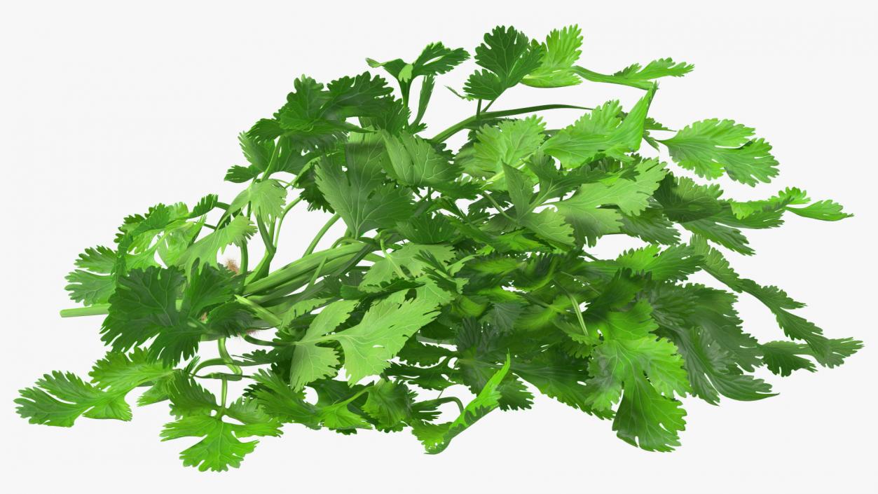 3D Cilantro Bunch With Rope Fur model