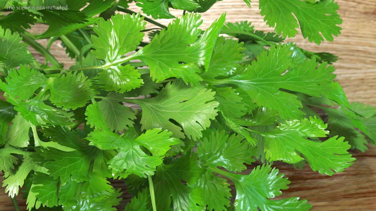 3D Cilantro Bunch With Rope Fur model