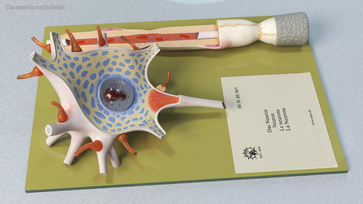 3D Human Neuron Model Cross-Section on Stand