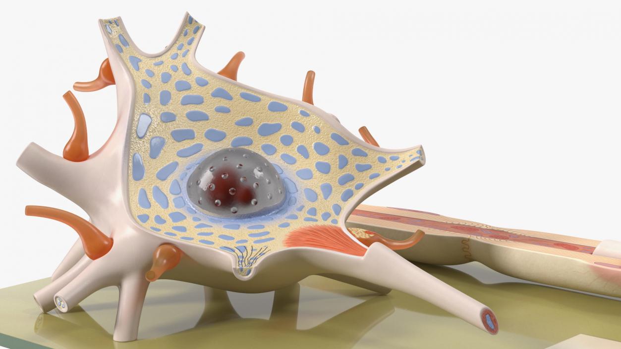 3D Human Neuron Model Cross-Section on Stand