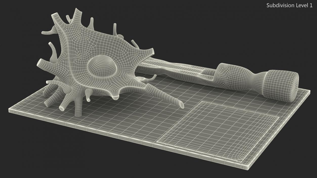 3D Human Neuron Model Cross-Section on Stand