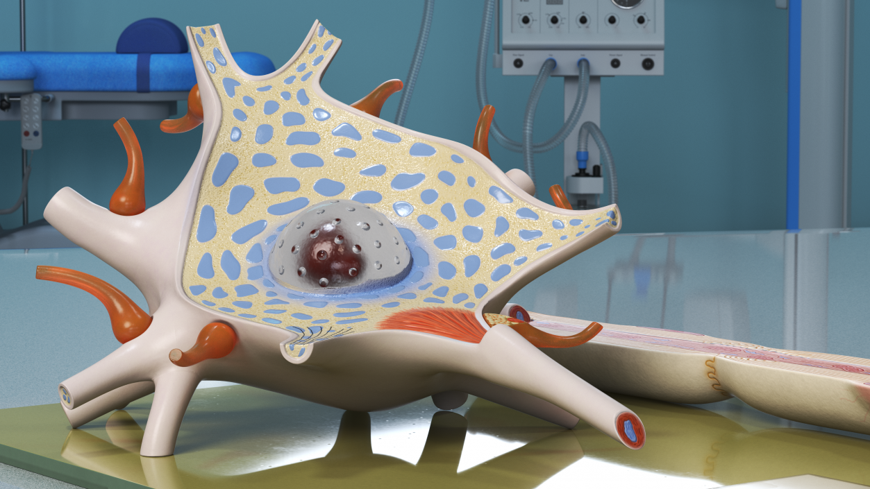 3D Human Neuron Model Cross-Section on Stand