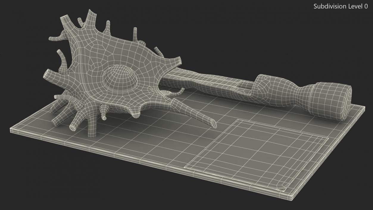 3D Human Neuron Model Cross-Section on Stand