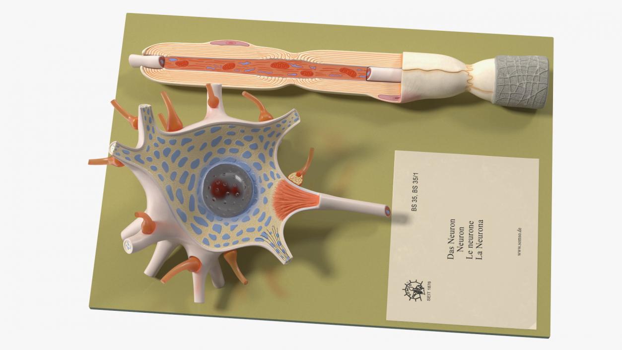 3D Human Neuron Model Cross-Section on Stand