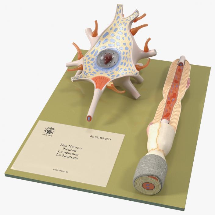 3D Human Neuron Model Cross-Section on Stand