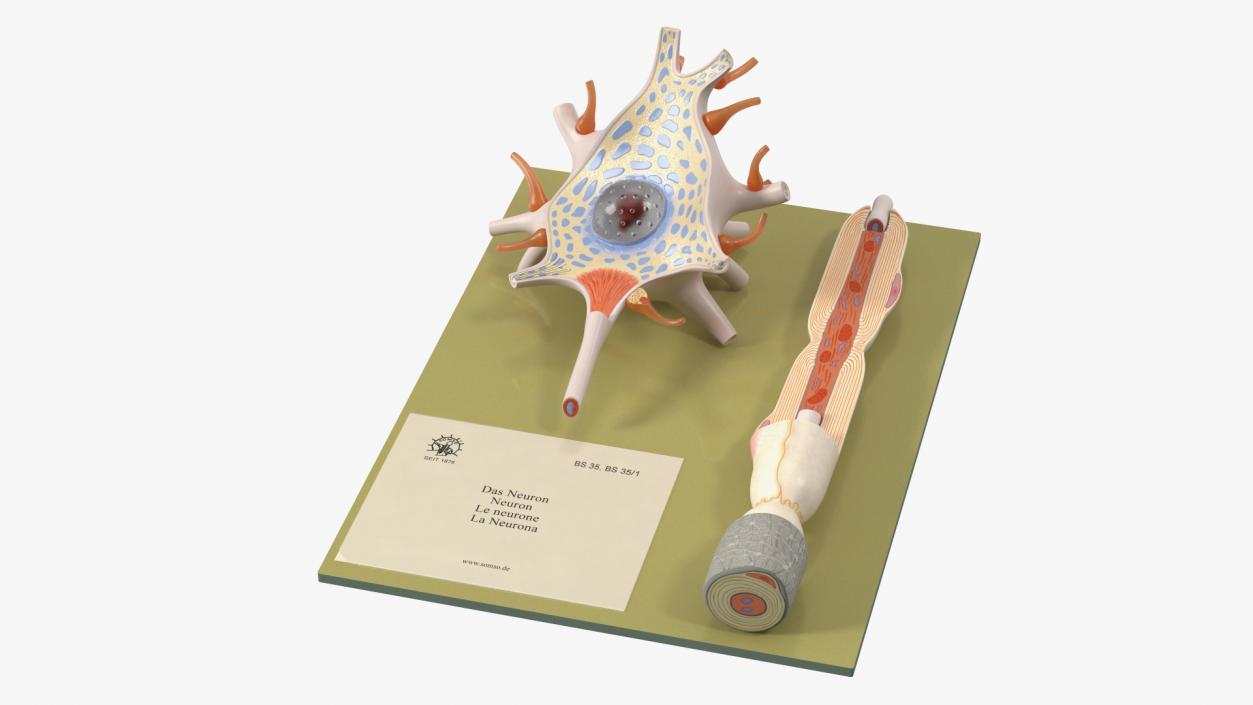 3D Human Neuron Model Cross-Section on Stand