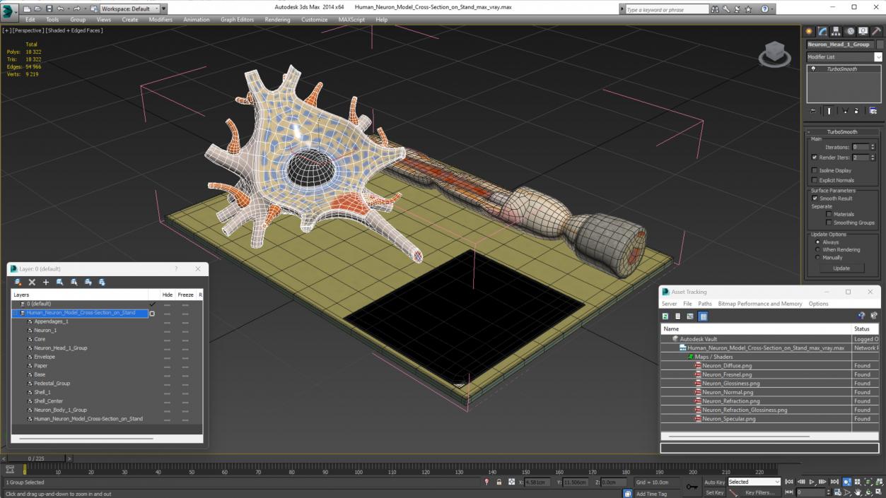 3D Human Neuron Model Cross-Section on Stand